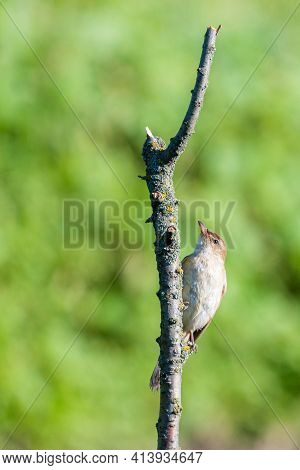 Warbler Or Acrocephalus Bird On A Dry Branch.