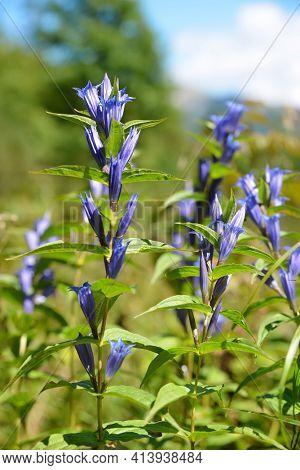 Flowers willow gentian (Gentiana asclepiadea) in Tatra Mountains, Slovakia.