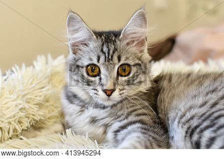 Cute Kitten Lies On Bed In Rays Of The Sun. Portrait Of Beautiful Gray Tabby Cat. Small Adorable Kit