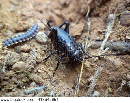 Adult Black Cricket, Gryllus Bimaculatus, Satara, Maharashtra, India