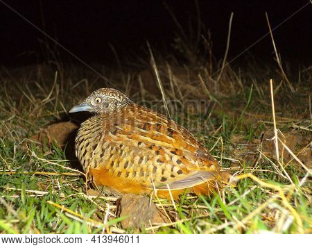 Bush Quail, Perdicula Argoondah, Satara, Maharashtra, India