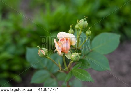 A Nostalgic Hybrid Of The Chippendale Tea Rose. A Beautiful Bud Of Yellow-pink Roses In The Summer G