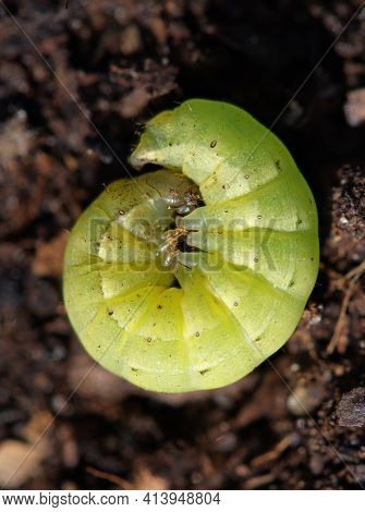 Green Variety Caterpillar Of Large Yellow Underwing Moth