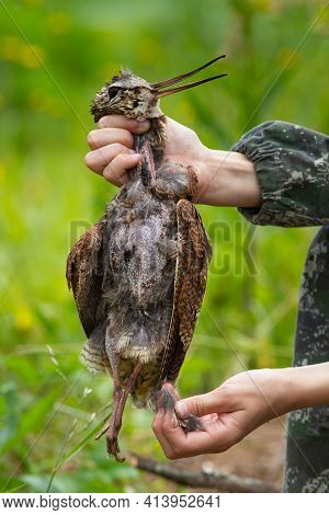 A Man's Hands Pluck The Feathers Of A Wild Woodcock Shot On A Hunting Trip