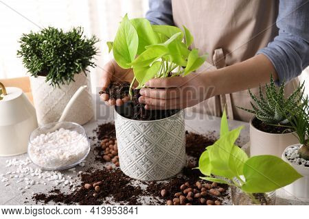Woman Transplanting Scindapsus Into Pot At Table Indoors, Closeup. House Plant Care