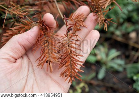 On Palm Of Person Is Sick Branch Of Coniferous Plant From Burn Became Brown In Color In Close-up On 