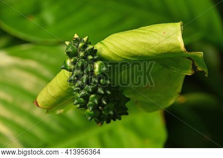Close Up One Green Tropical Spathiphyllum Flower With Spadix And Spathe, Epiphyte Of Araceae Family 