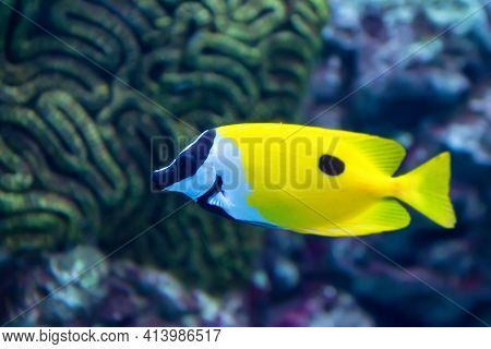 One Spot Foxface Or Siganus Unimaculatus Finding Algae To Eat In Coral Reef