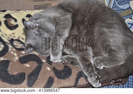 Grey Cat Sleeps On Bed. Gray Cat Resting After Lunch. Ginger Colored Cat In Bedroom. Adopted Domesti