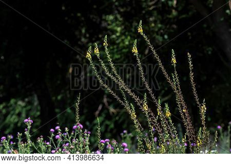 Closeup Of Moth Mullein Flowers Or Verbascum Blattaria