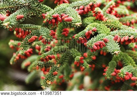 Branches Of Flowering Spruce With Red Cones