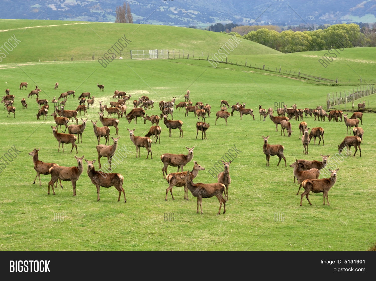 Deer Farm Image & Photo (Free Trial) Bigstock