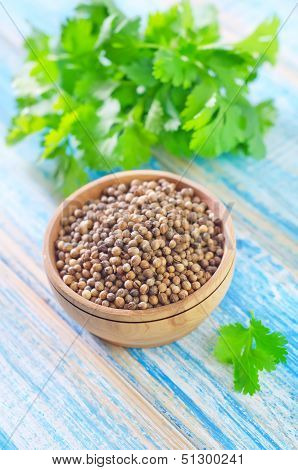 coriander