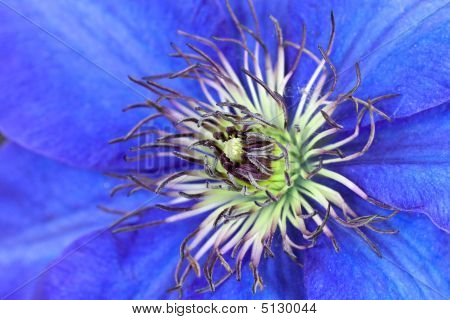 Colpo di macro di Pulsatilla o Pulsatilla, viola all'inizio primavera fiore-isolato
