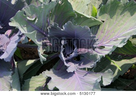 Red Cabbage