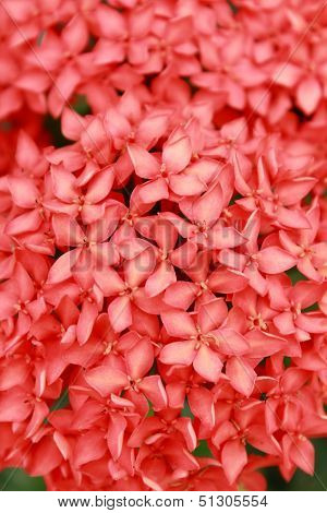 Ixora Coccinea