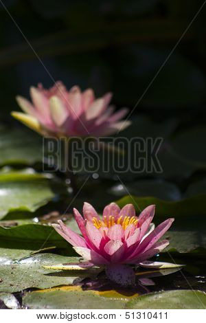 Pink Water Lily