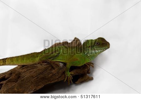 Adult Agama
