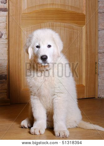 Maremma Puppy