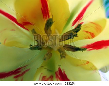 Szczegół tulipan