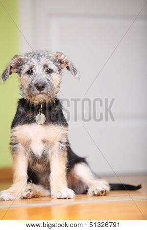 Animals At Home Dog Pet Mutt Puppy Sitting On Floor