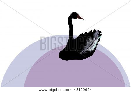 Cisne negro