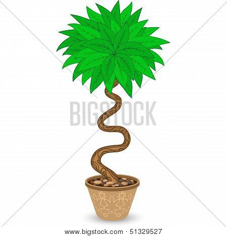 Bent Tree in Flowerpot Isolated on White