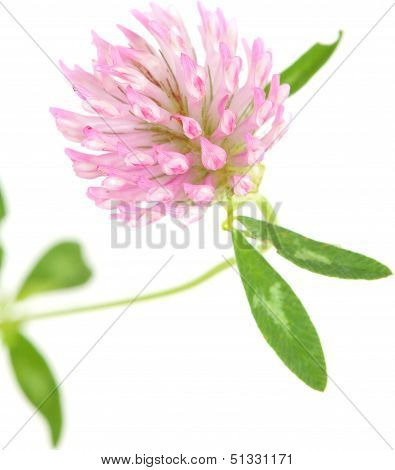 Clover