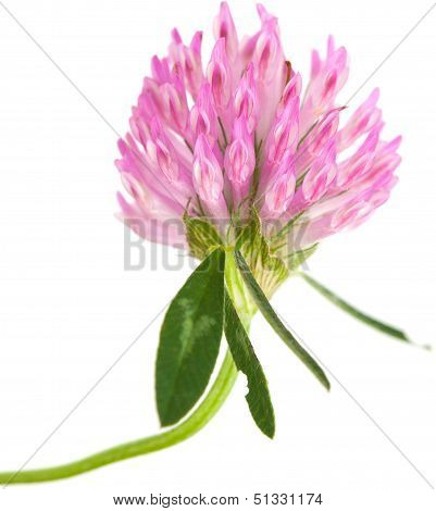 Clover