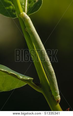 Green Geometridae Caterpillar