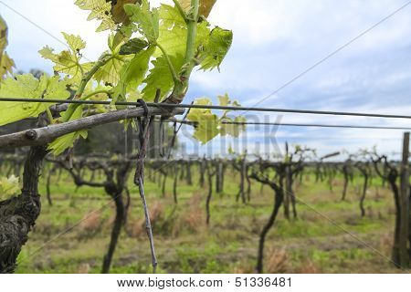 Uruguayan Wine Grapevines.