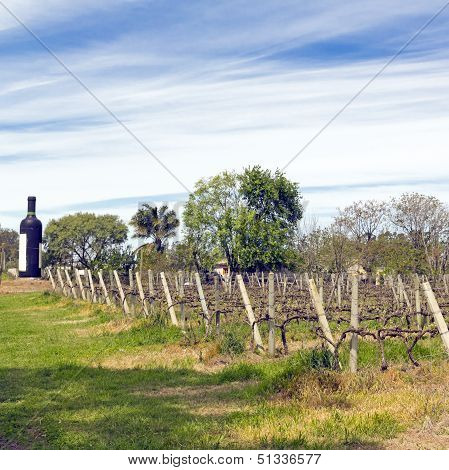 The Wine Walk, Uruguay