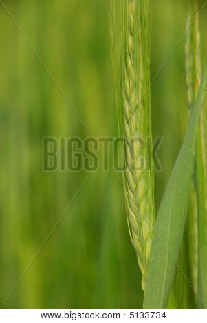 Wheat1