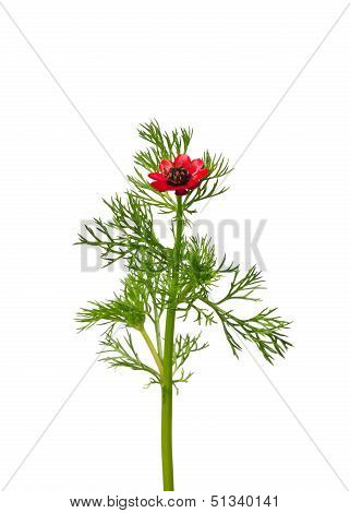 Pheasant's Eye (adonis Flammea)