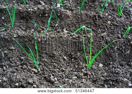 Onion Plants
