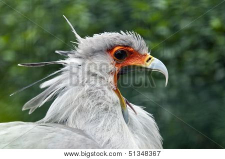 Secretarybird Or Secretary Bird