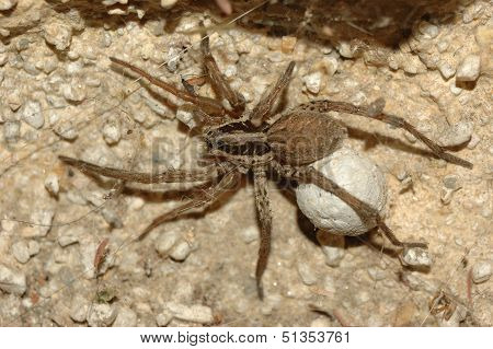 Wolf Spider (lycosa Tarantula)
