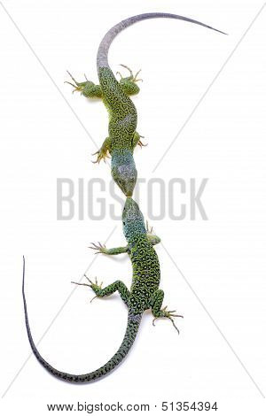 Lizard