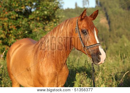 Portrait Of Beautiful Arabian Horse