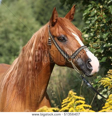 Portrait Of Nice Arabian Horse