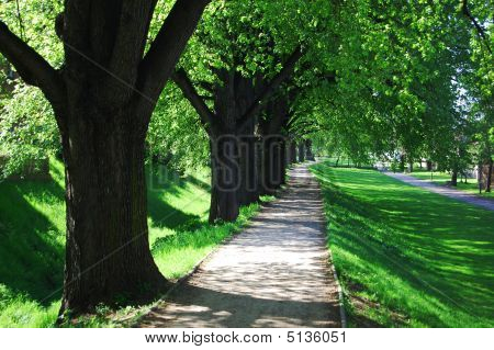 Summer Tree Alley