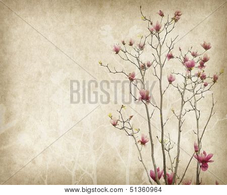michelia alba on Old antique vintage paper background