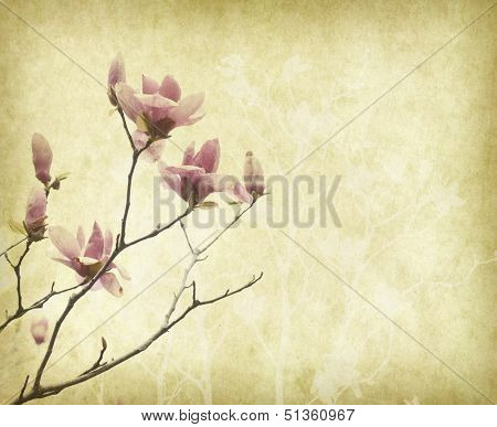 michelia alba on Old antique vintage paper background