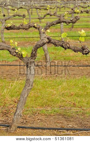 Shiraz After Budburst
