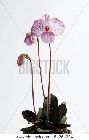 Paph. Magic Lantern