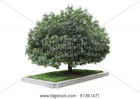 Bayberry Tree