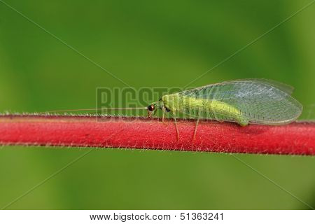 Lacewing Flies On Green Leaf