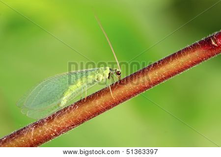 Lacewing Flies On Green Leaf
