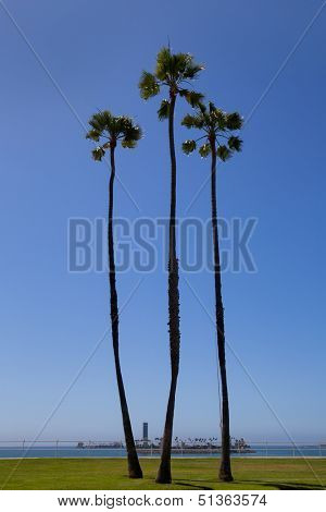 California high palm trees group on blue sky in chaffee island  near  long beach