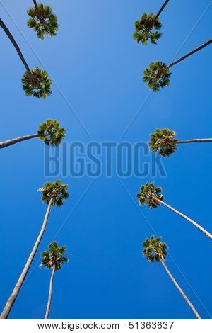 LA Los Angeles palm trees in a row typical California Washingtonia filifera